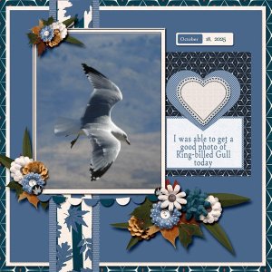 Ring-billed Gull small.jpg