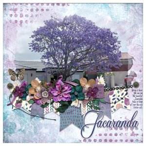 Jacaranda 2025