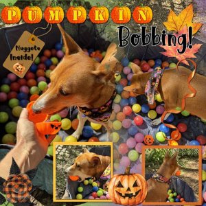 PumpkinBobbing-2025-01 (1).jpg