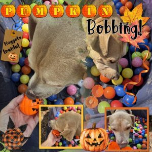 PumpkinBobbing-2025-02.jpg