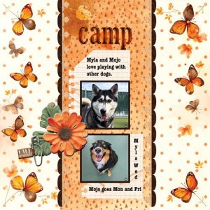 2025-11-9-dogs-camp.jpg