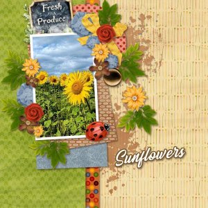 Sunflowers