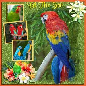 Tropical Birds at the Zoo