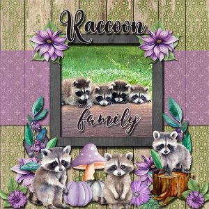 Raccoon Family