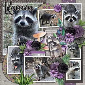 DLPatt_Raccoon_web.jpg