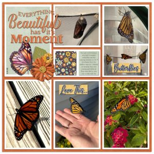 Monarch Release 9-2-25: Page 1