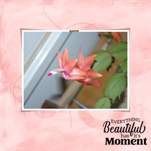 Thanksgiving Cactus Beauty