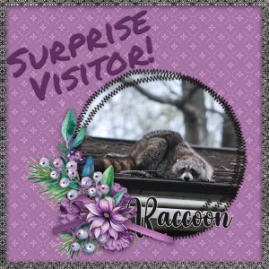 Surprise-Visitor