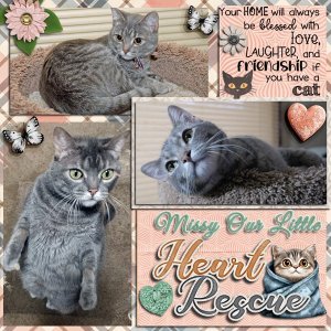 Missy Our Little Heart Rescue
