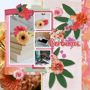 Gerberas.jpg