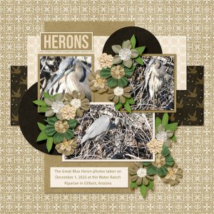 Heron small.jpg