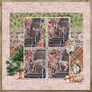 Deer