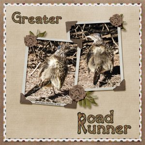 roadrunner small.jpg