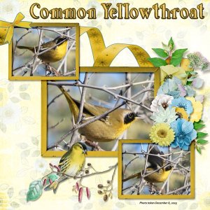 Common Yellowthroat small.jpg
