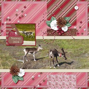 Reindeer in Norway
