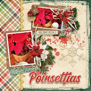 Poinsettias