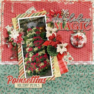 Poinsettias--Aimee-Harrison.jpg