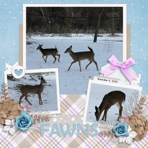 Fawns