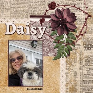 2025-12-14-daisy-snow.jpg