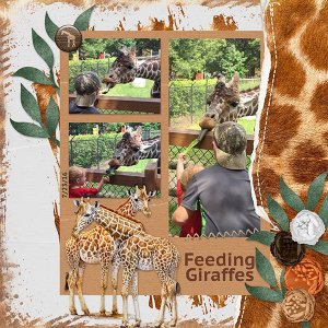 7-23-16feedinggiraffessmall.jpg