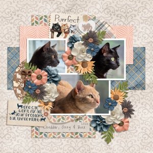 Rescue-Me-Purrfectly-Loved-COB.jpg