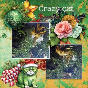 Crazy-cat.jpg