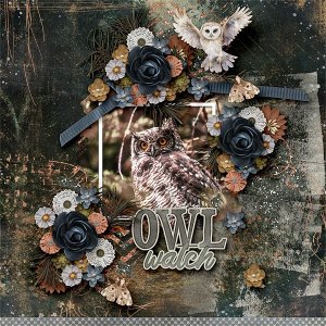 Owl Watch