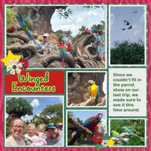 AK-Parrots.jpg