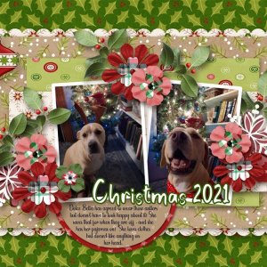 Bella Christmas 2021