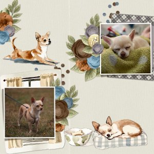 Cozy Chihuahua.jpg
