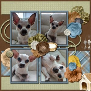 Cozy Chihuahua.jpg