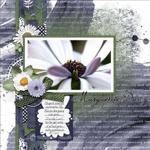 Marguerite Daisy