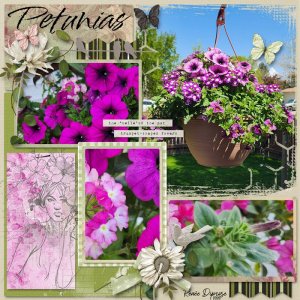 Petunias