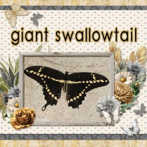 Giant Swallowtail Butterfly small.jpg