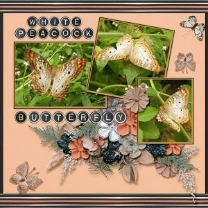 White Peacock Butterfly small.jpg