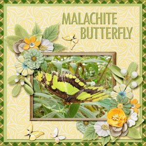 Malachite Butterfly small.jpg