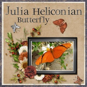 Julia Heliconian Butterfly small.jpg