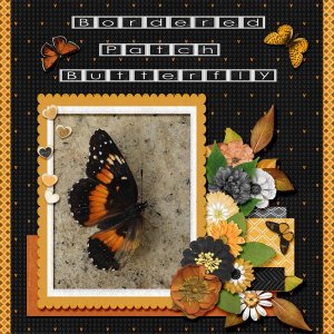 Bordered Patch Butterfly small.jpg