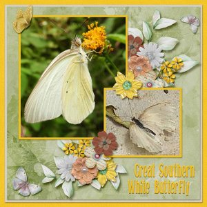 Great Southern White Butterfly small.jpg