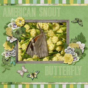 American Snout Butterfly small.jpg