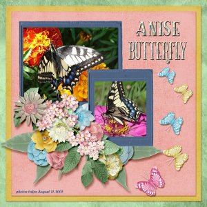 Anise Butterfly small.jpg
