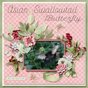 Asian Swallowtail Butterfly small.jpg