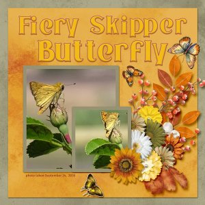 Fiery Skipper Butterfly small.jpg