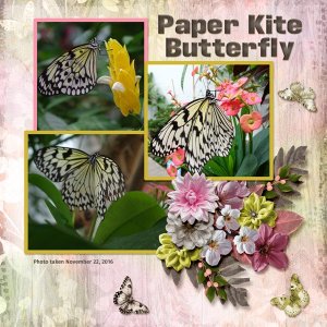 Paper Kite Butterfly small.jpg