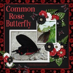 Common Rose Butterfly small.jpg
