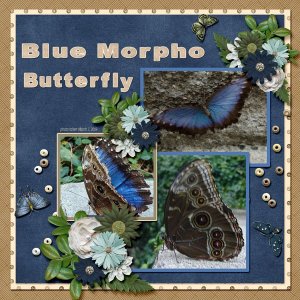 Blue Morpho Butterfly small.jpg