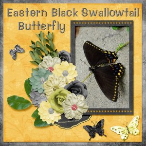 Eastern Black Swallowtail Butterfly small.jpg
