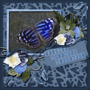 Mexical Bluewing Butterfly small.jpg
