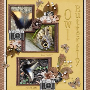 Owl Butterfly small.jpg