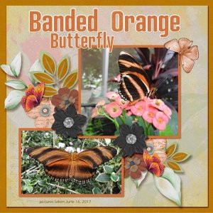 Banded Orange Butterfly small.jpg